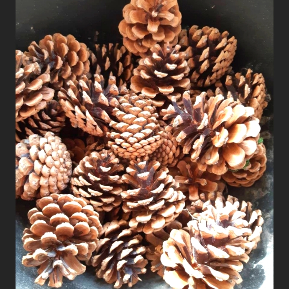 Set of 20 natural pinecones